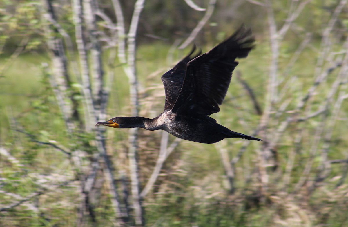 Double-crested Cormorant - Marie Chappell