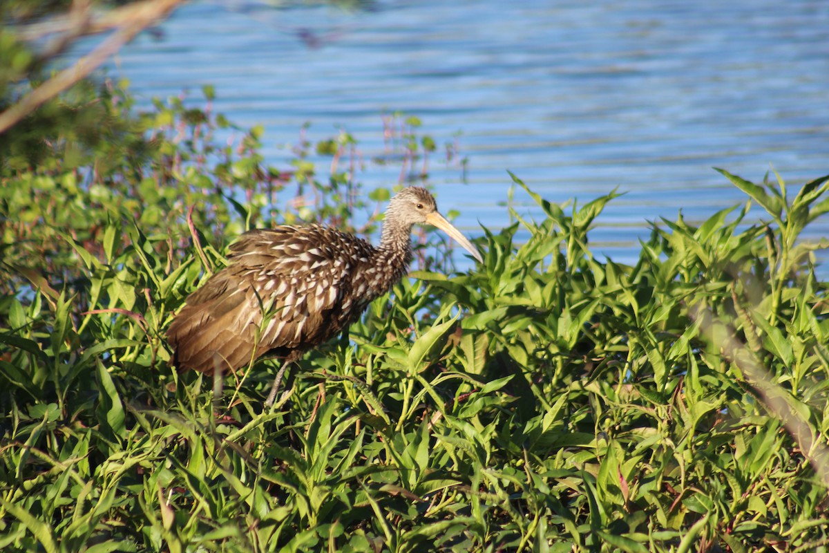 Limpkin - Marie Chappell