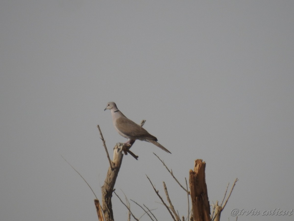 Eurasian Collared-Dove - Irvin Calicut