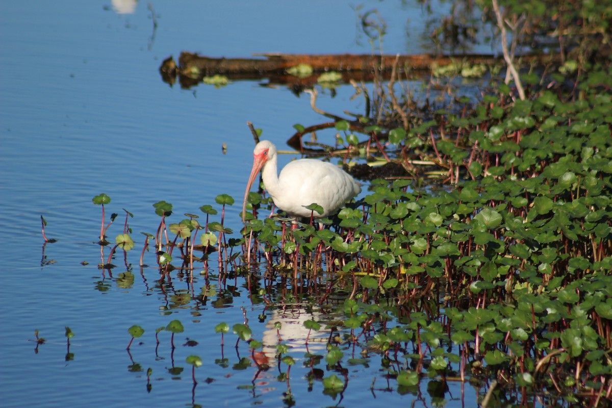 White Ibis - Marie Chappell