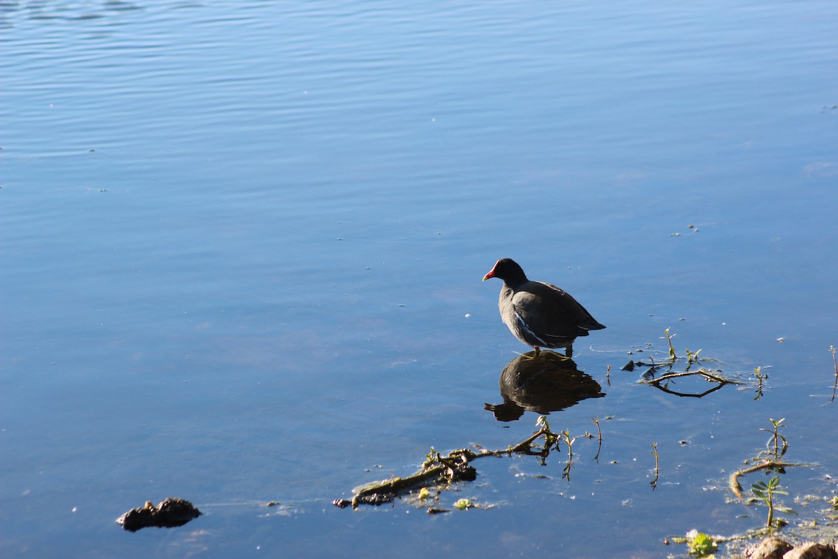 Common Gallinule (American) - Marie Chappell