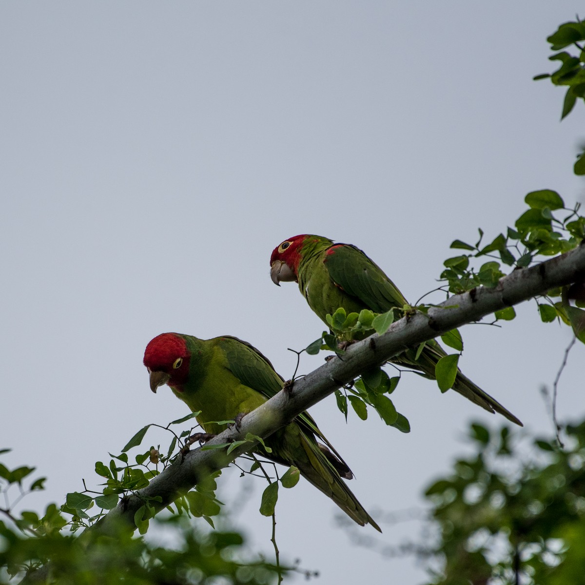 Guayaquil Papağanı - ML91236311