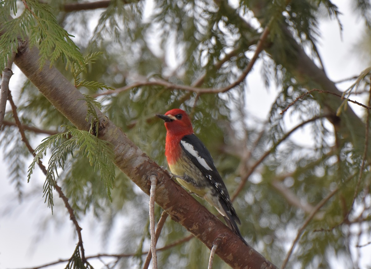 Red-breasted Sapsucker - ML91236511