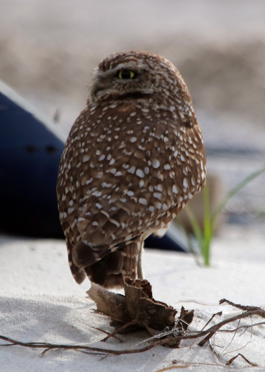 Burrowing Owl - Susan Grantham