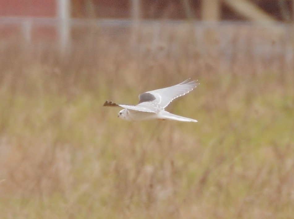 White-tailed Kite - ML91238471
