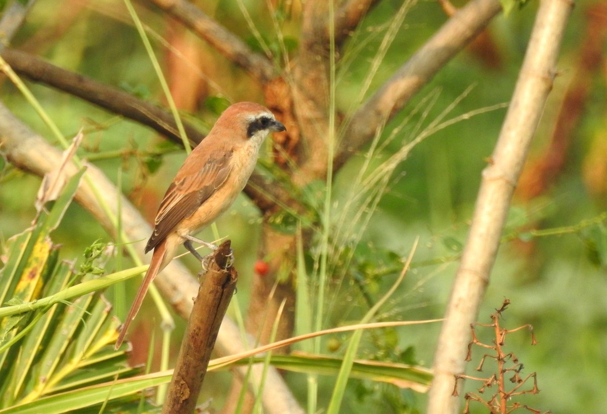 Brown Shrike - Sharang Satish