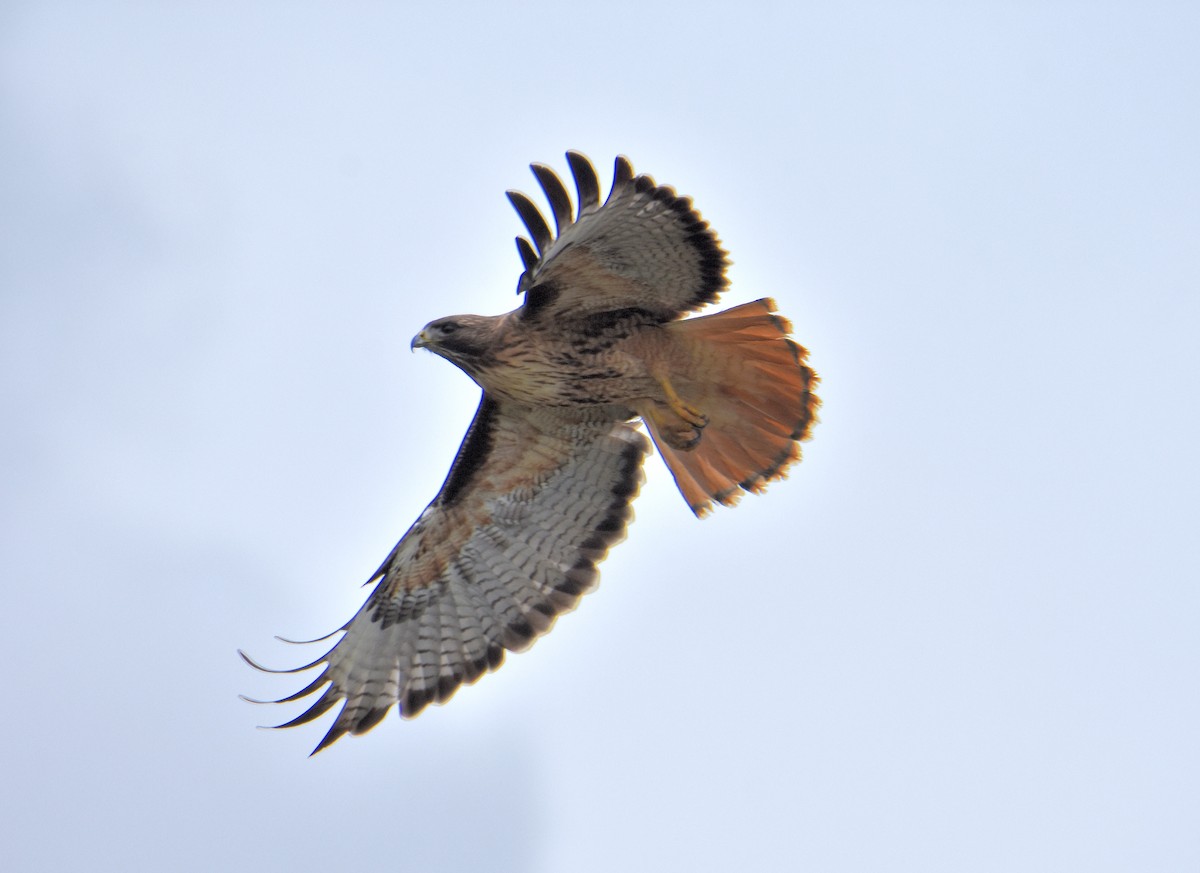 Red-tailed Hawk (calurus/alascensis) - ML91239131