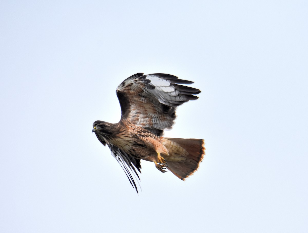 Red-tailed Hawk (calurus/alascensis) - ML91239341