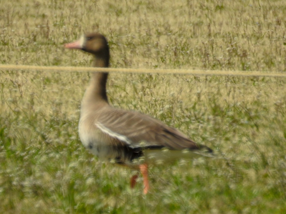 Greater White-fronted Goose - ML91239411