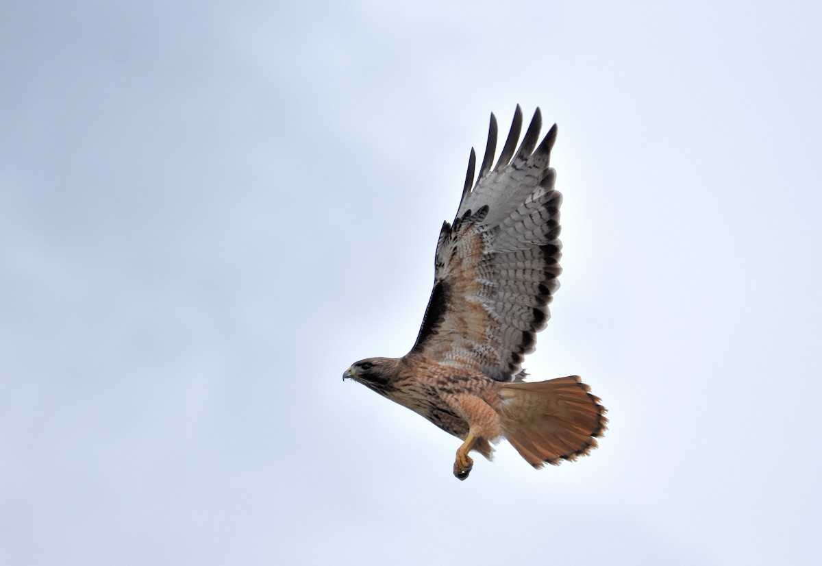 Red-tailed Hawk (calurus/alascensis) - ML91239571