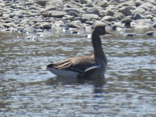 Greater White-fronted Goose, ML91239611