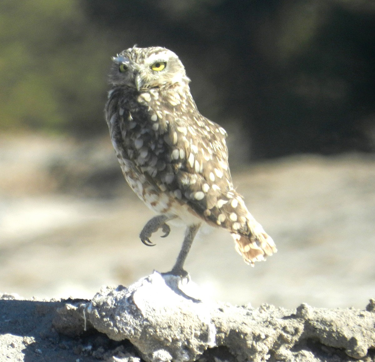 Burrowing Owl - Juan Figueroa Castillo
