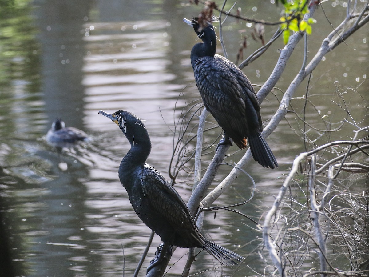 Double-crested Cormorant - Bruce Aird