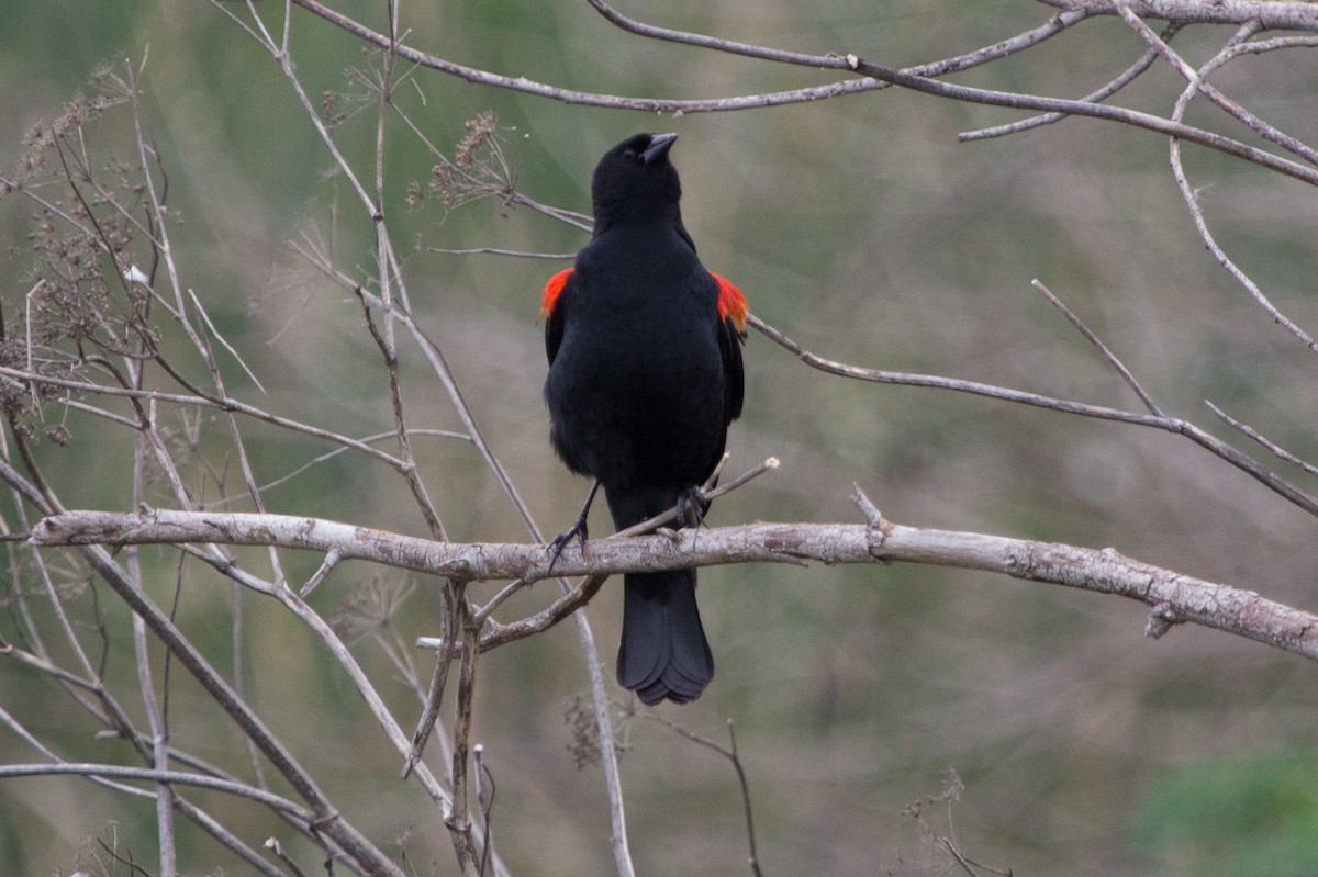 Red-winged Blackbird - Lindy Fung