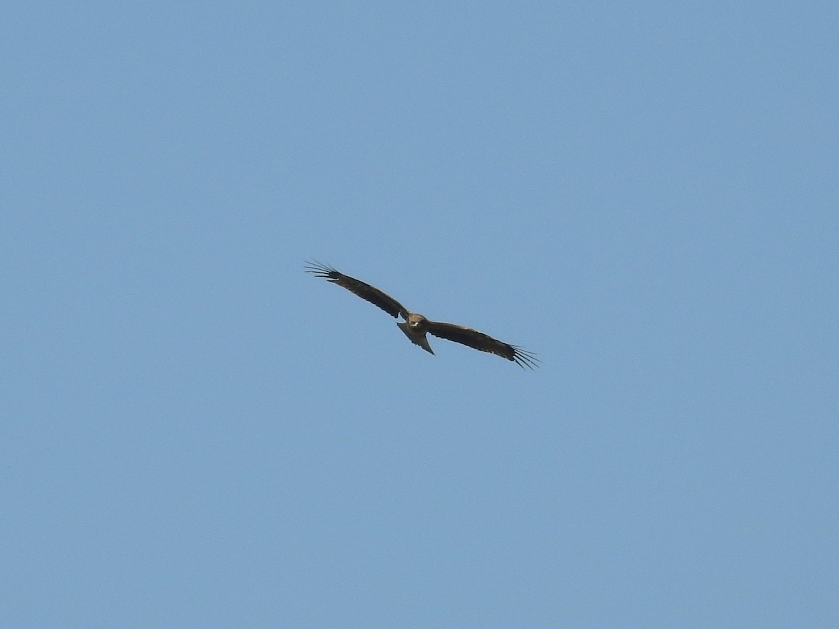 Black Kite (Black-eared) - ML91245091