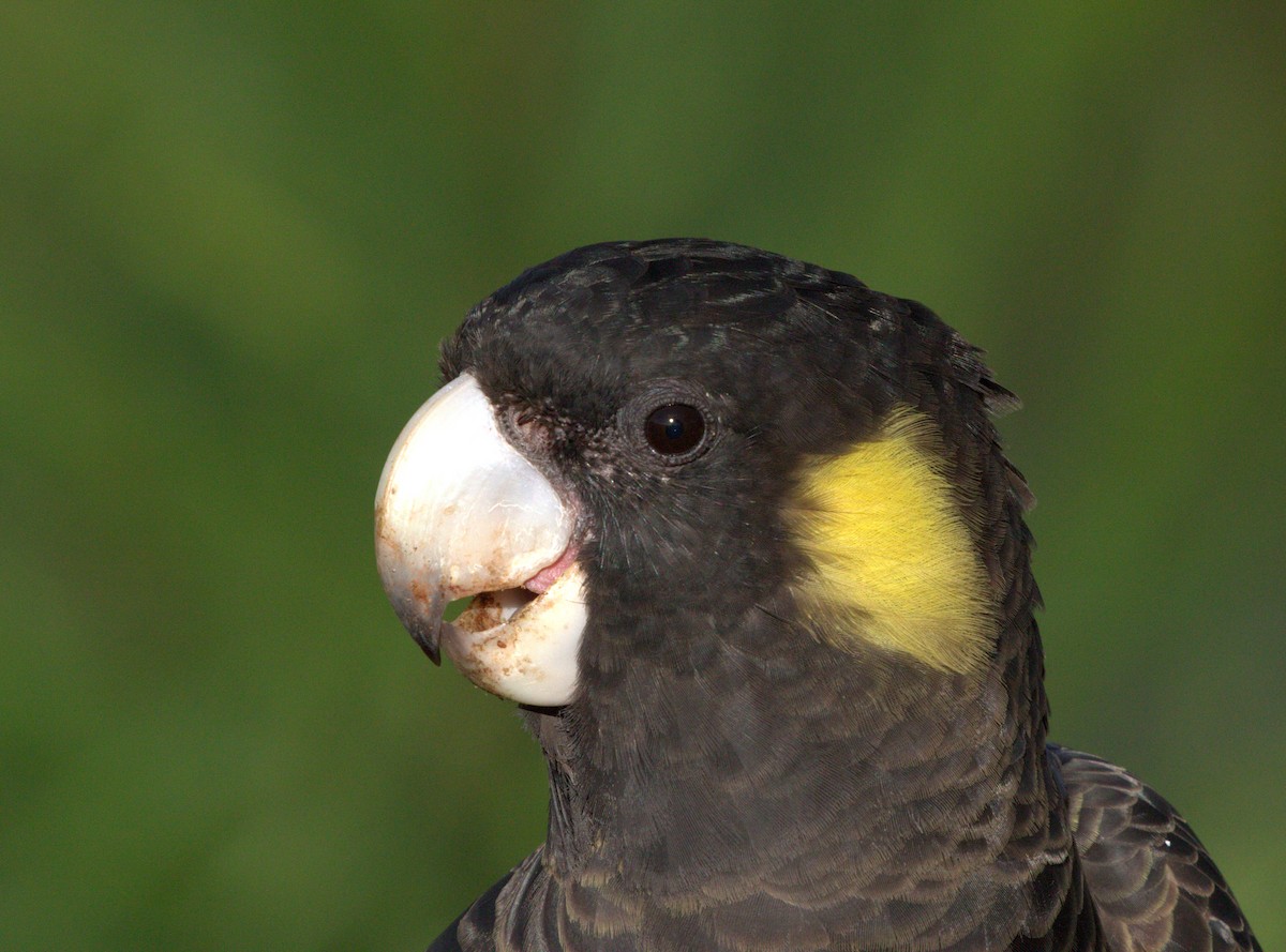 Yellow-tailed Black-Cockatoo - ML91246761