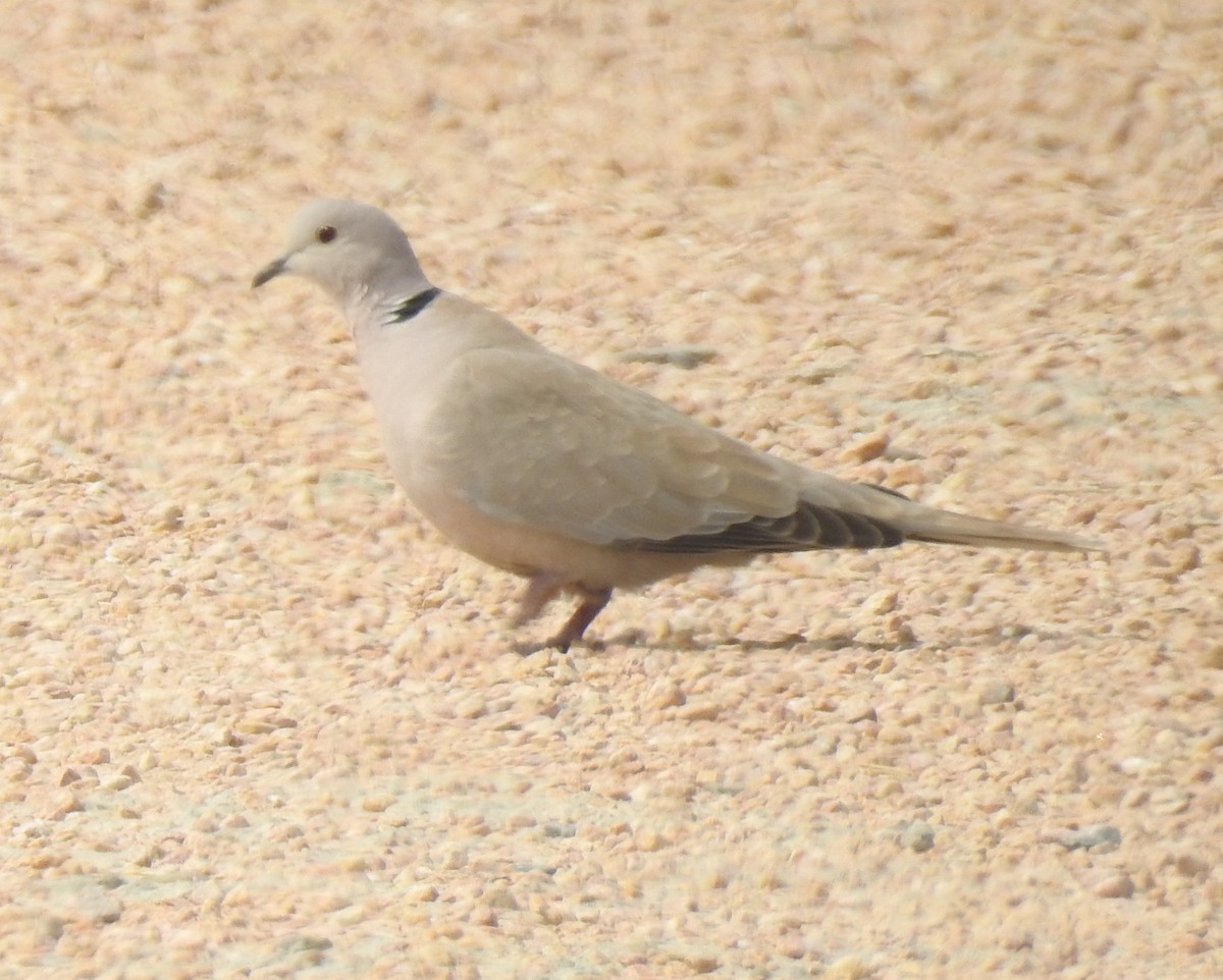 Eurasian Collared-Dove - ML91247641