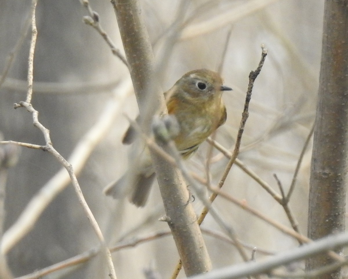 Red-flanked Bluetail - ML91247711