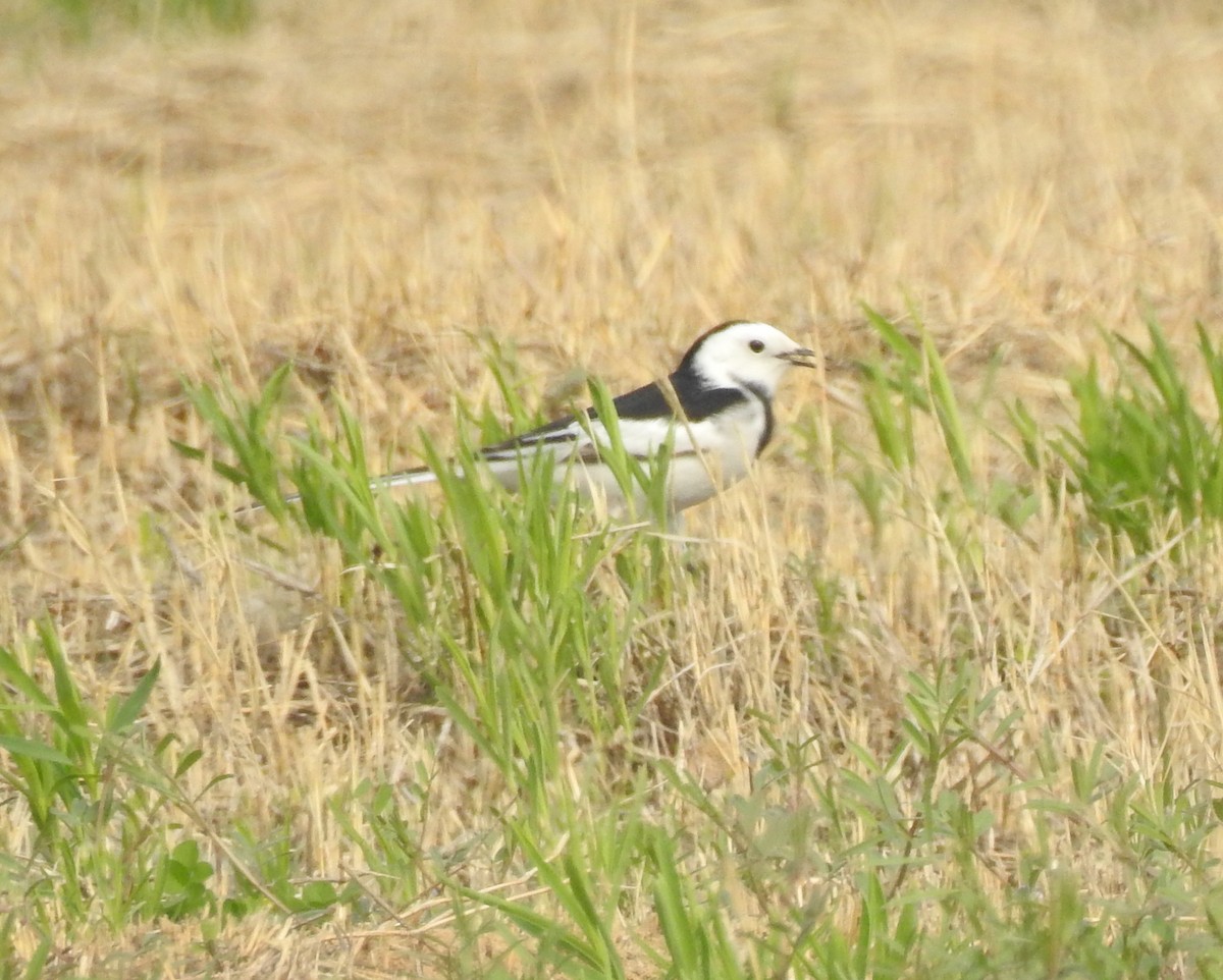 White Wagtail (Chinese) - Scott Young