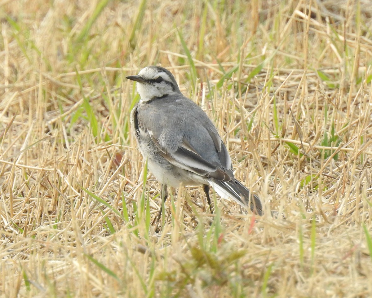 White Wagtail (ocularis) - Scott Young