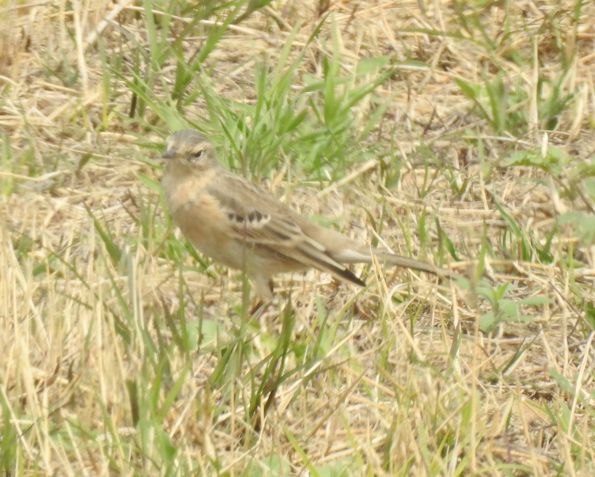 Water Pipit - ML91247841