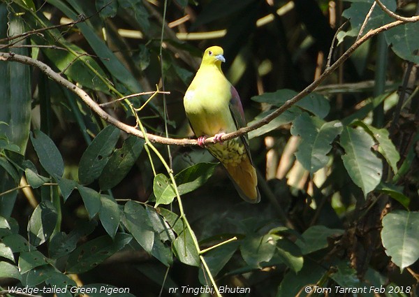 Wedge-tailed Green-Pigeon - Tom Tarrant