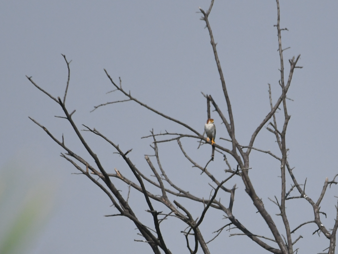 Red-necked Falcon - Vinay Prakatoor