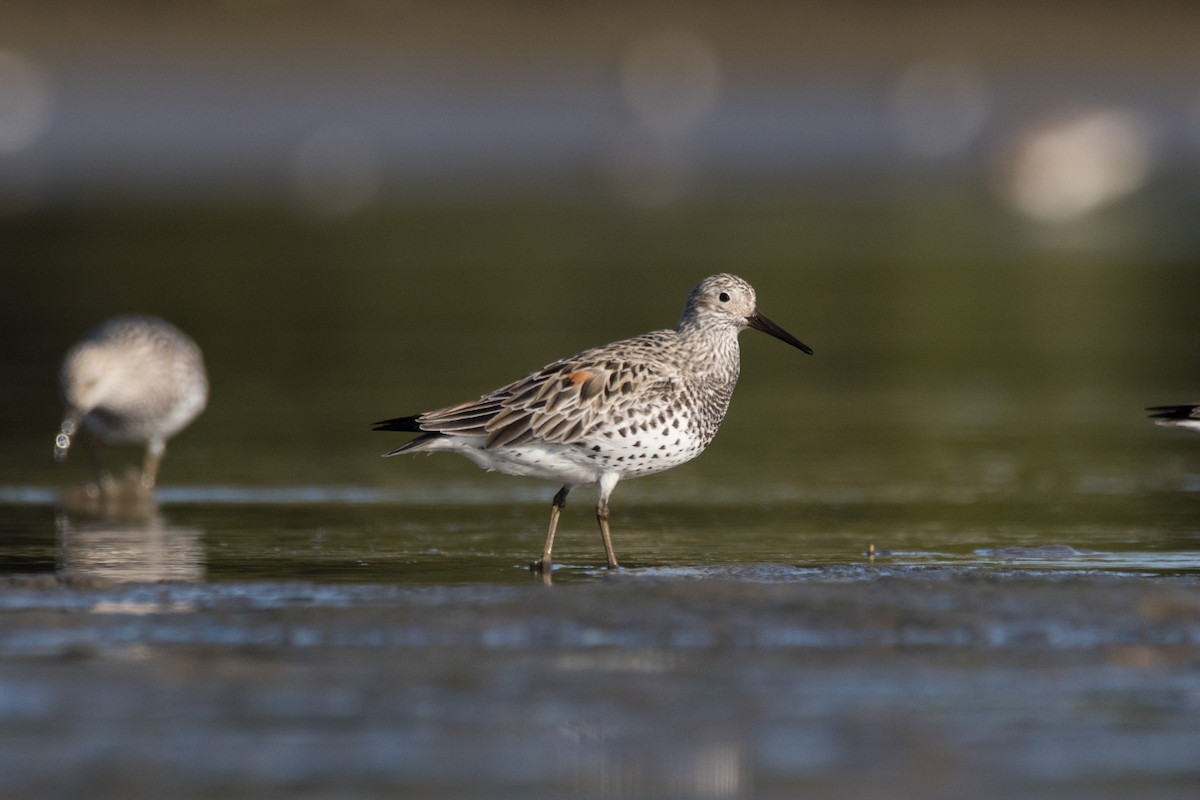 Great Knot - ML91249651