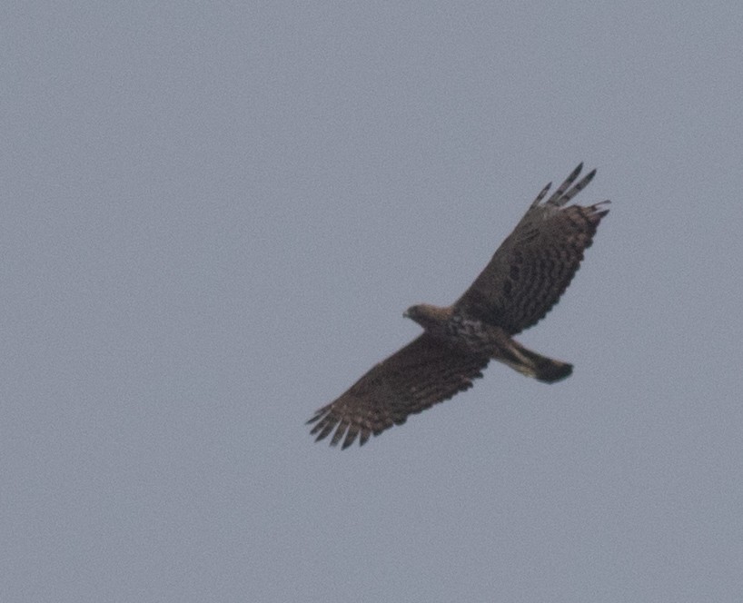 Changeable Hawk-Eagle (Crested) - abhishek ravindra