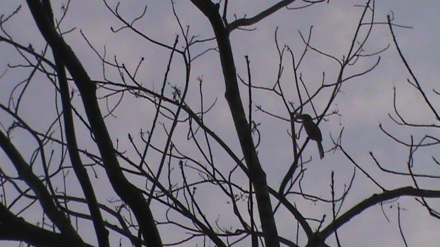 Malabar Gray Hornbill - Navaneeth Sini George