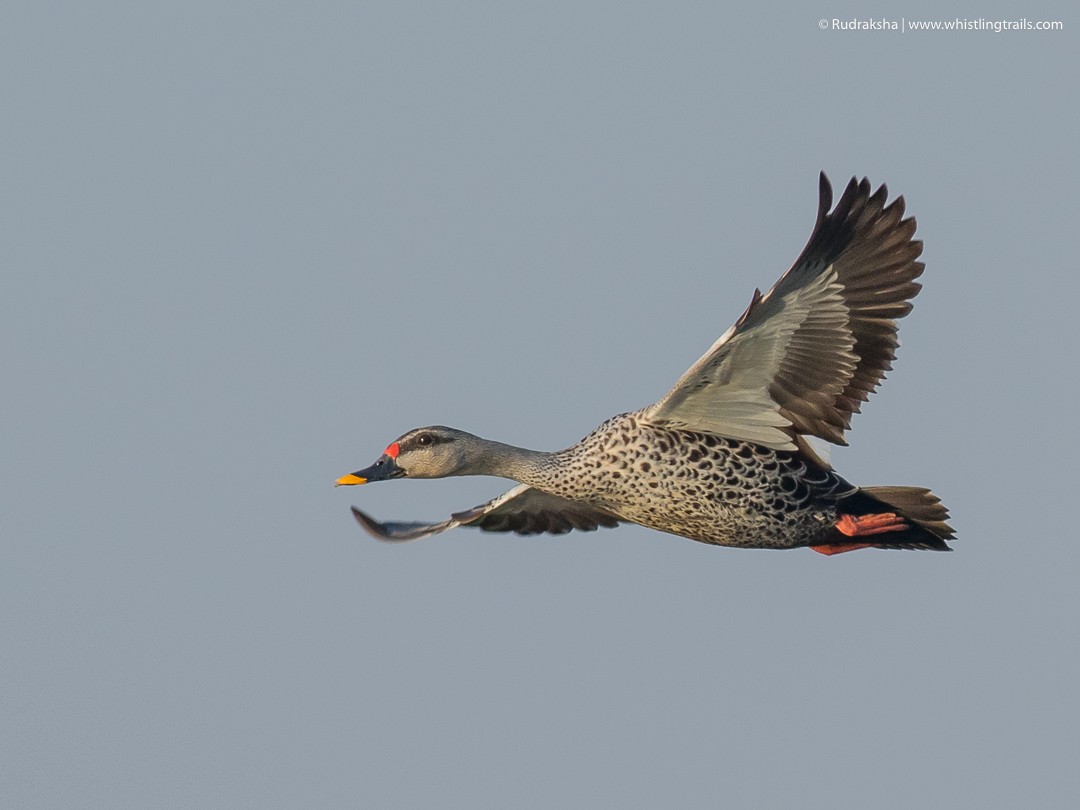 Indian Spot-billed Duck - Rudraksha Chodankar