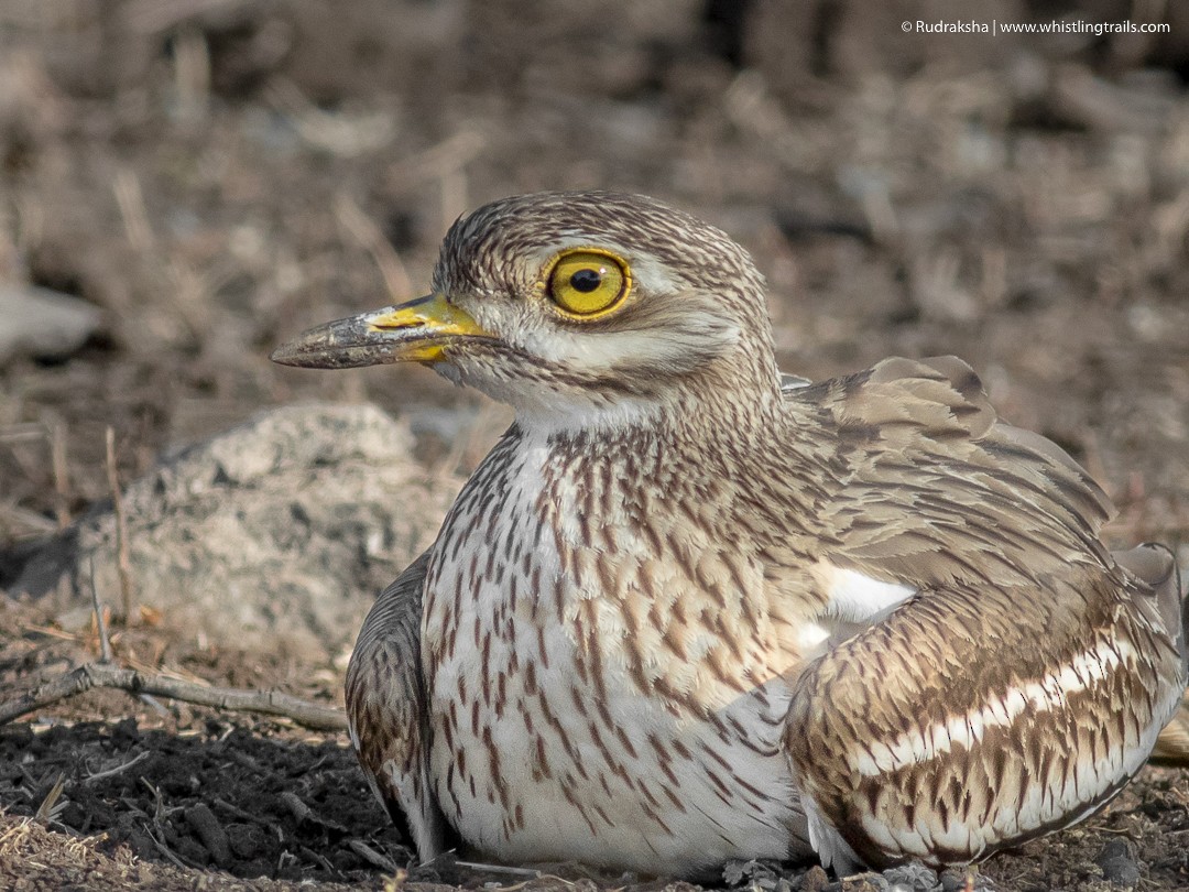 Indian Thick-knee - ML91251471
