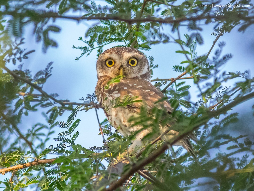Spotted Owlet - Rudraksha Chodankar