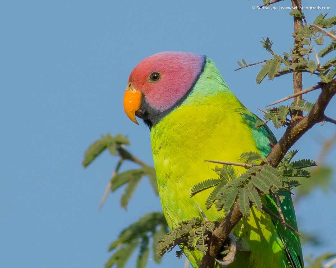 Plum-headed Parakeet - Rudraksha Chodankar
