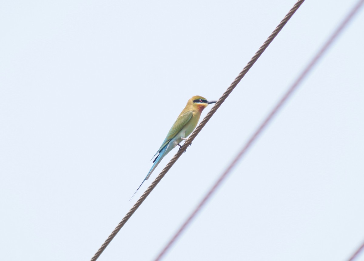 Blue-tailed Bee-eater - ML91252971