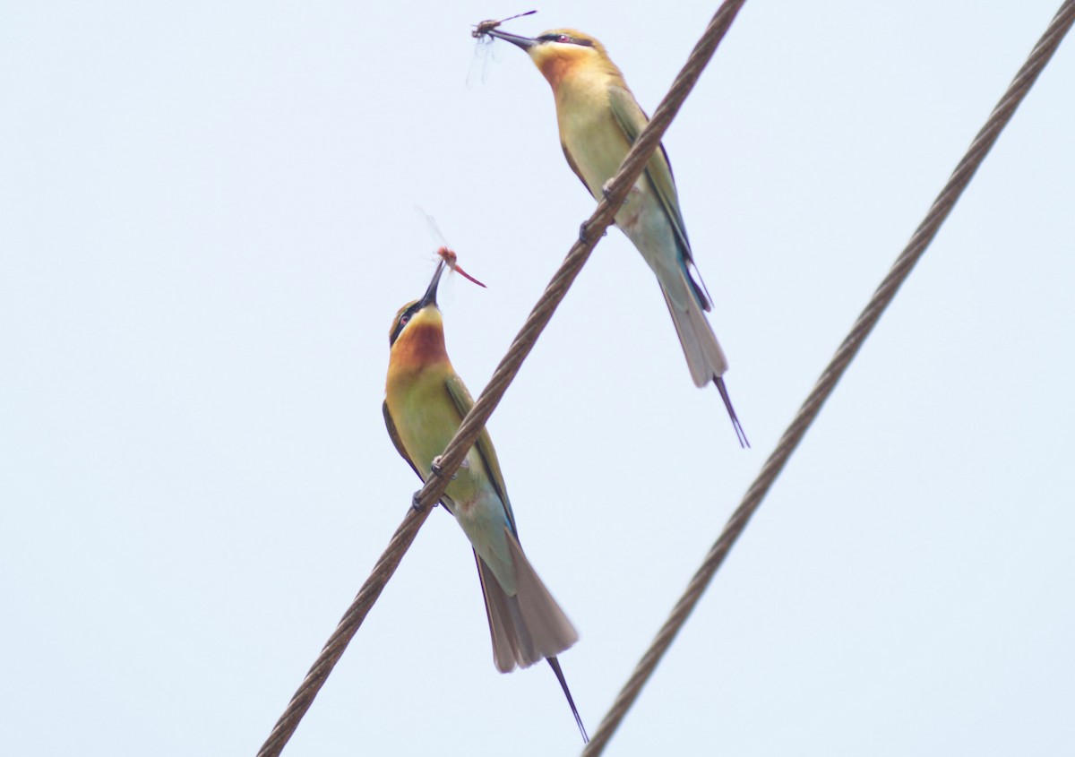 Blue-tailed Bee-eater - ML91252991