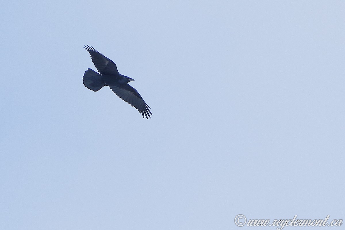 Common Raven - ML91254101