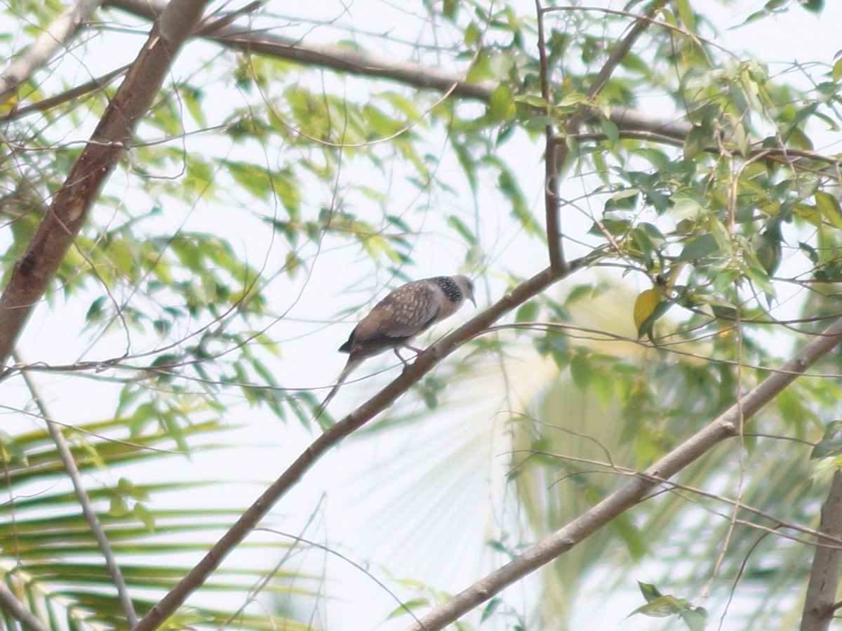 Spotted Dove - ML91255221