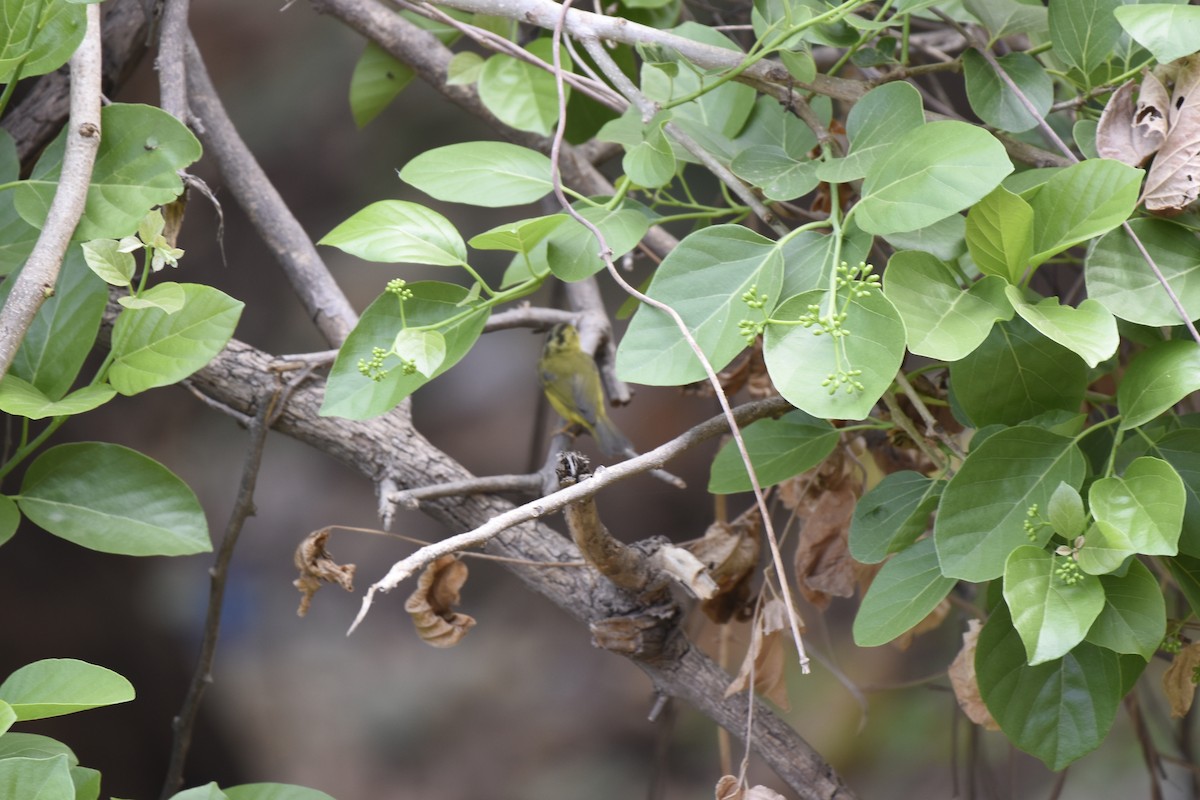 Green-crowned Warbler - Phani krishna Ravi
