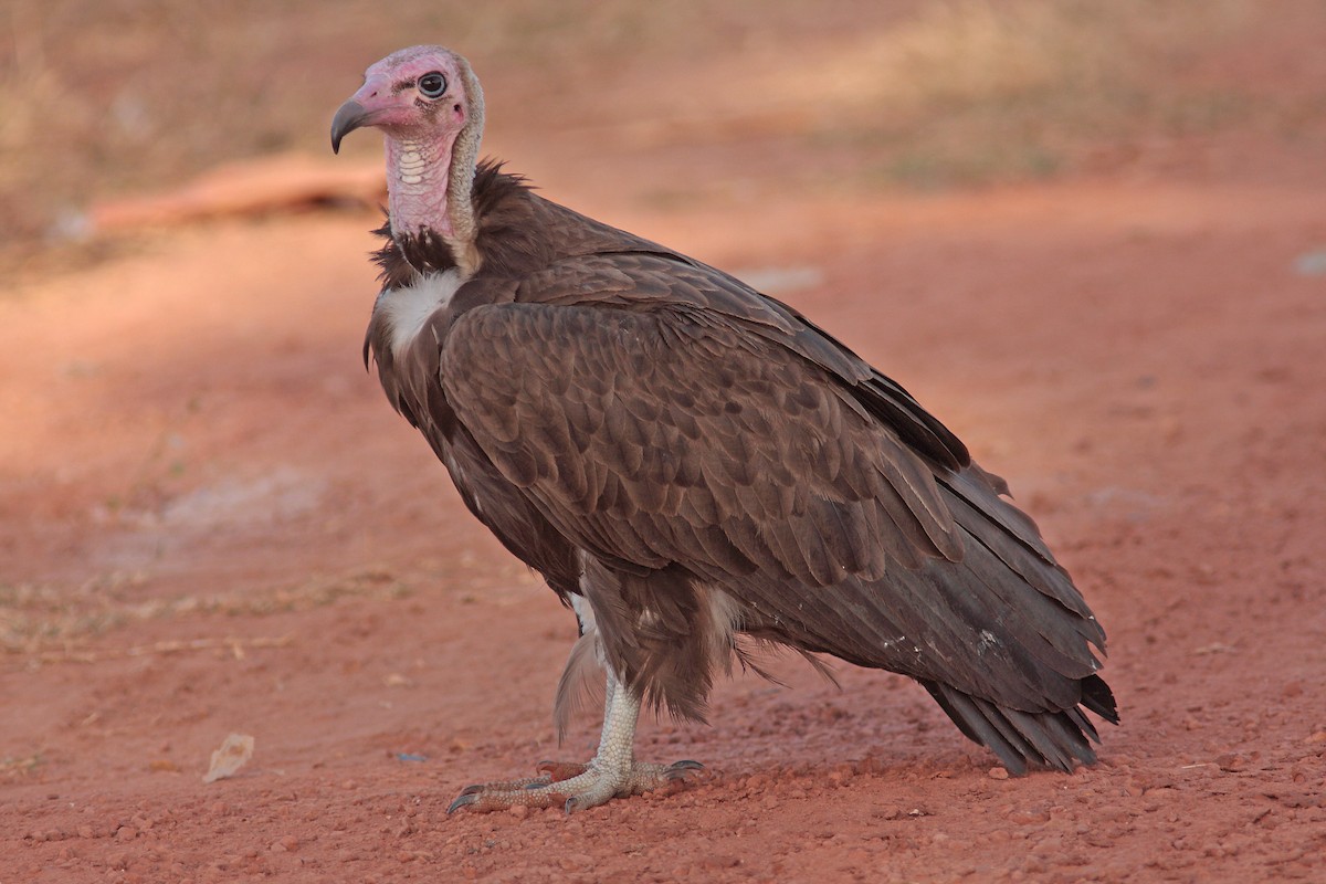 Hooded Vulture - Ray Scally