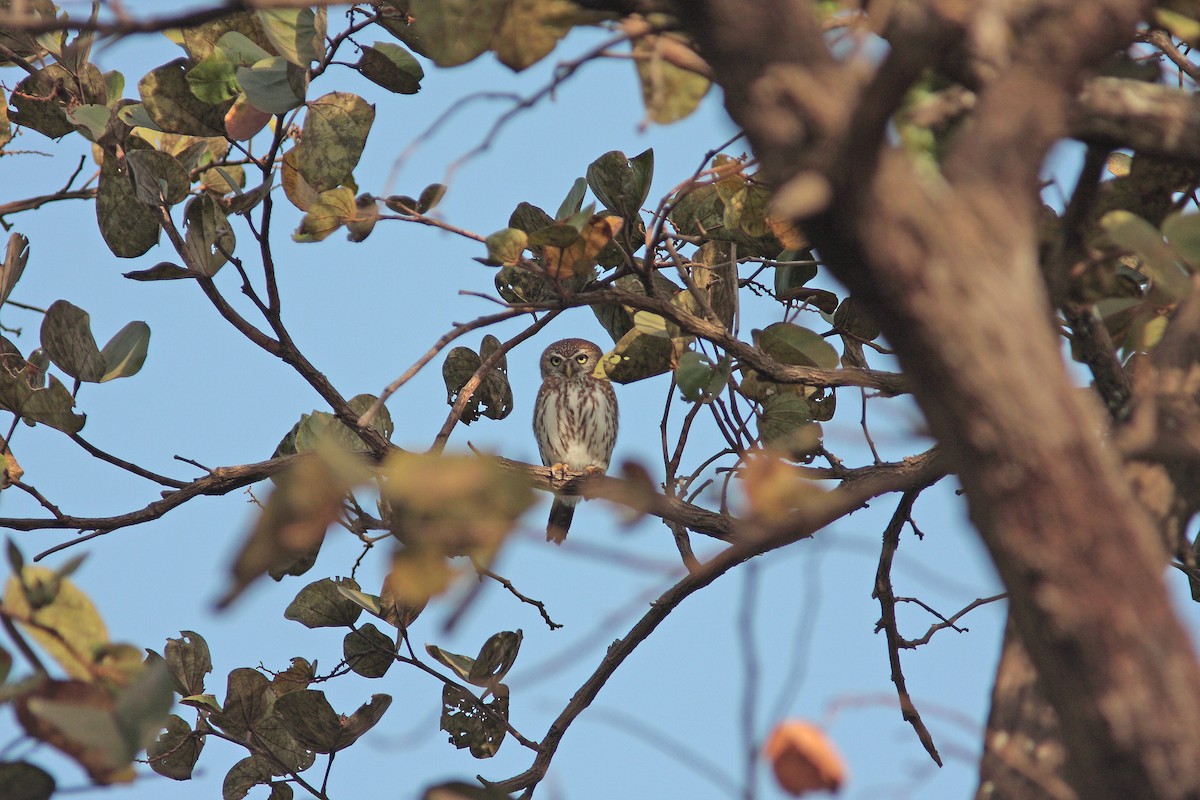 Pearl-spotted Owlet - Ray Scally