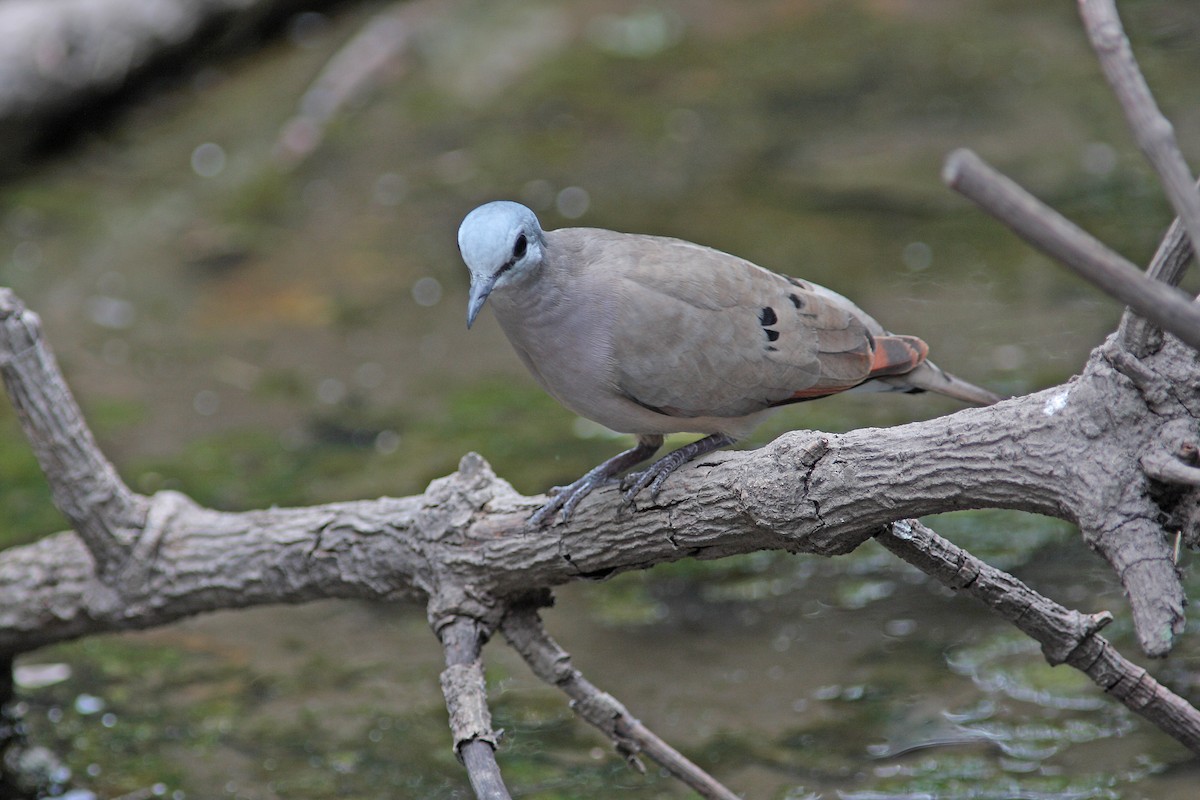 Black-billed Wood-Dove - Ray Scally