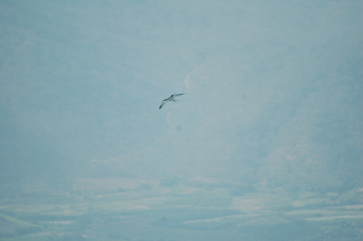 Swallow-tailed Kite - Daniel Lebbin