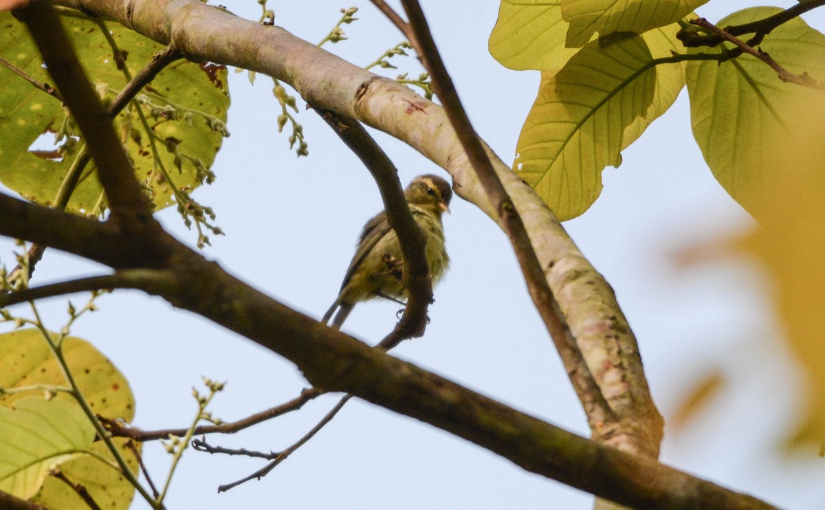 Tickell's Leaf Warbler (Tickell's) - Jitendra Sarmah
