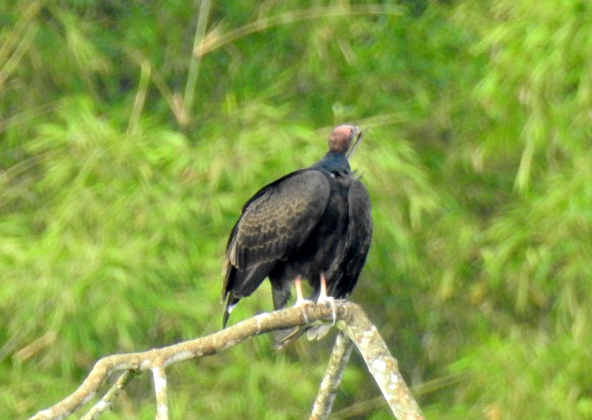 Turkey Vulture - bob butler