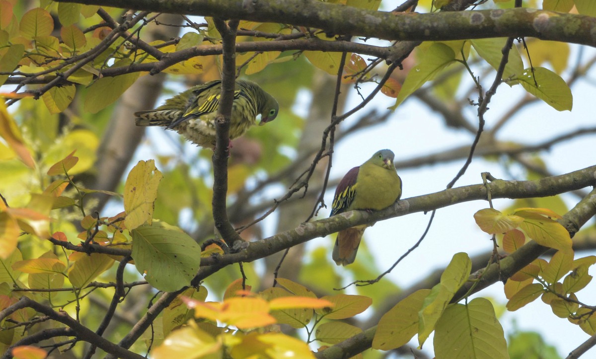Thick-billed Green-Pigeon - ML91268671