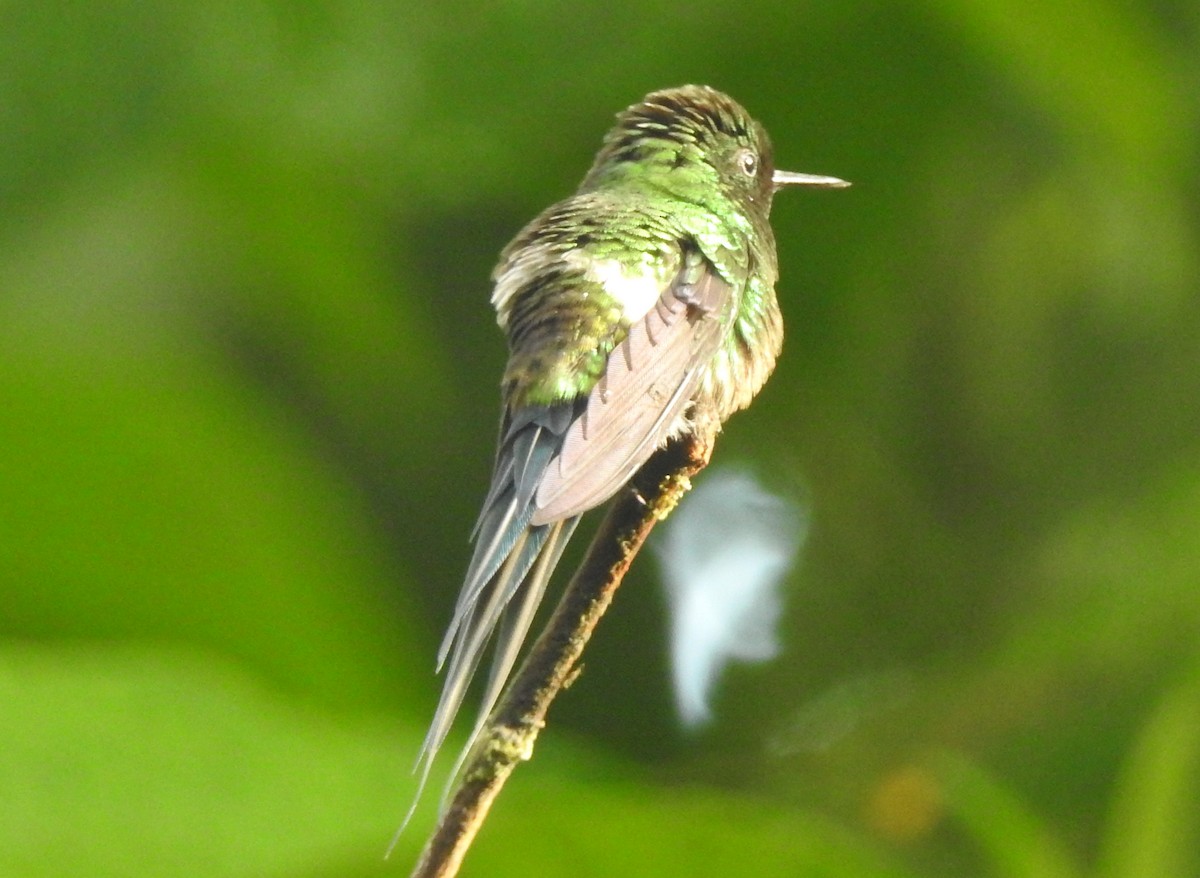 kolibřík trnoocasý - ML91268891
