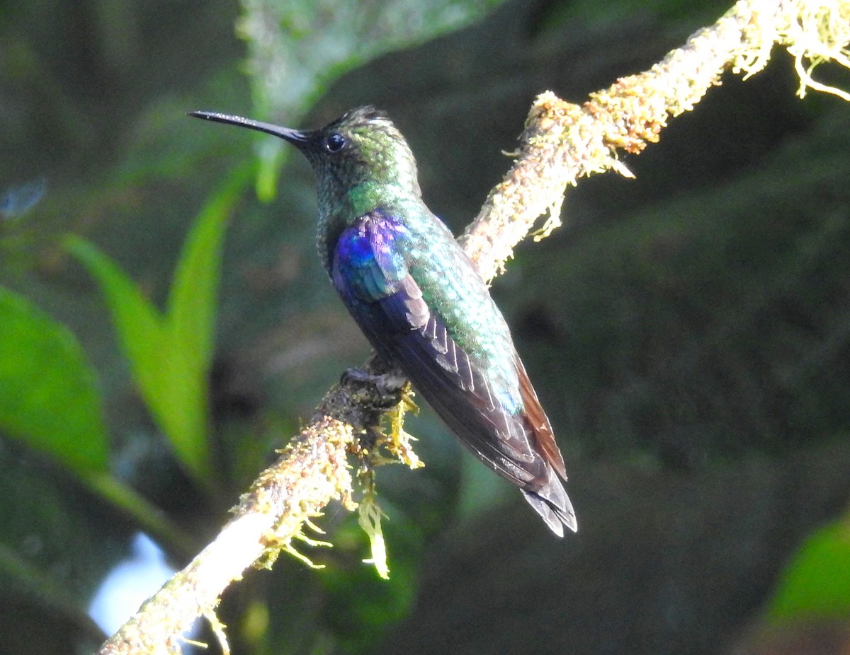Crowned Woodnymph (Green-crowned/Emerald-bellied) - bob butler