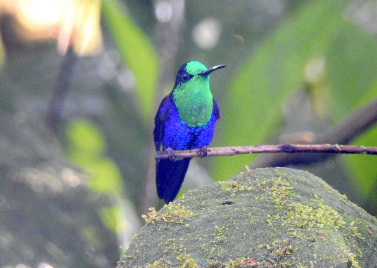 Crowned Woodnymph (Green-crowned/Emerald-bellied) - ML91269011