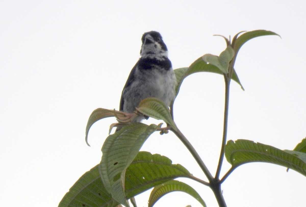 Variable Seedeater - ML91271621